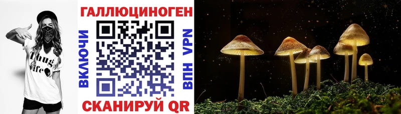 Галлюциногенные грибы Psilocybine cubensis Вихоревка